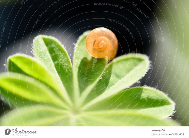 Schneckenhaus auf Grünzeug Pflanze Tier Sommer Blatt klein braun grün schwarz Gegenlicht Querformat Nahaufnahme Makroaufnahme Farbfoto mehrfarbig Außenaufnahme