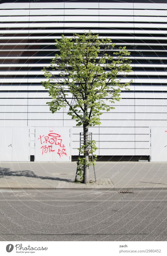 Einzelkämpfer Pflanze Baum Kleinstadt Stadt Stadtzentrum Haus Hochhaus Bankgebäude Fassade Straße Wege & Pfade grau Farbfoto Außenaufnahme Menschenleer