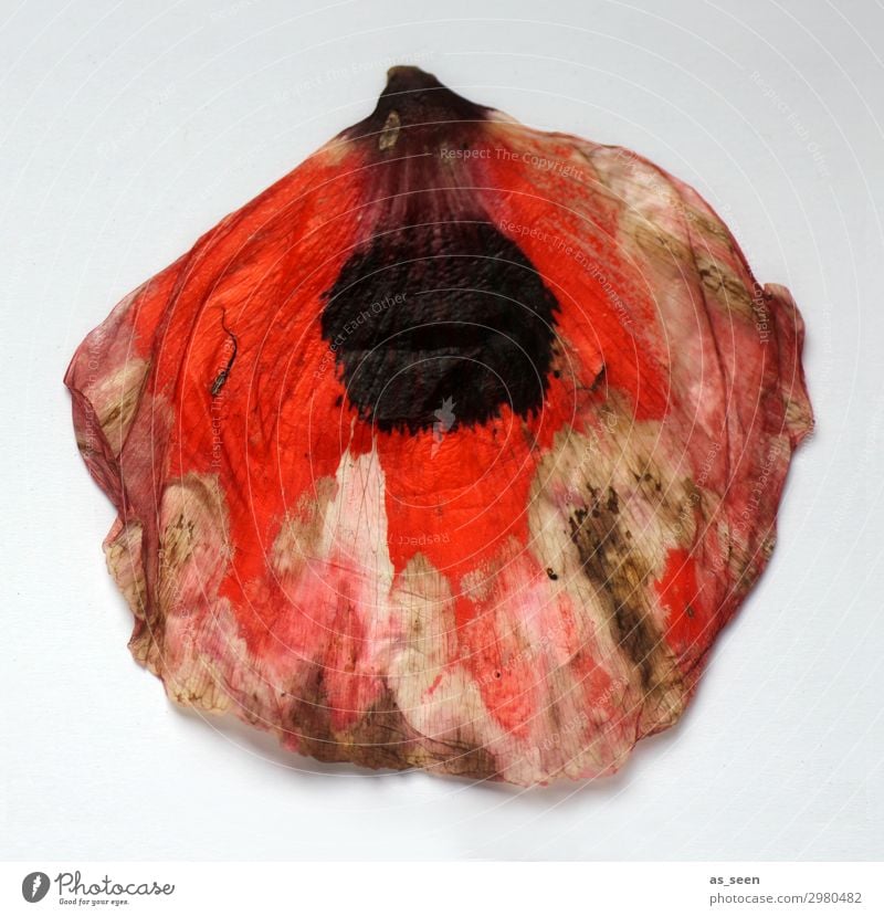 Blütenkleid Kunst Gemälde Natur Sommer Herbst Mohn Mohnblüte Mohnblatt Mode leuchten liegen verblüht dehydrieren ästhetisch authentisch exotisch rosa rot