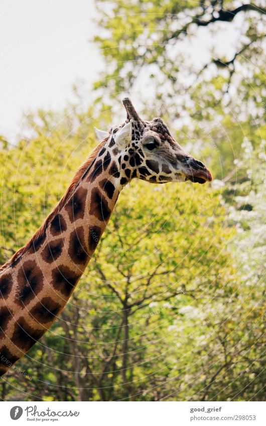 was guckst du?! Umwelt Natur Landschaft Tier Frühling Sommer Pflanze Baum Blume Gras Sträucher Wildpflanze Garten Park Wiese Urwald Wildtier Giraffe 1 Herde