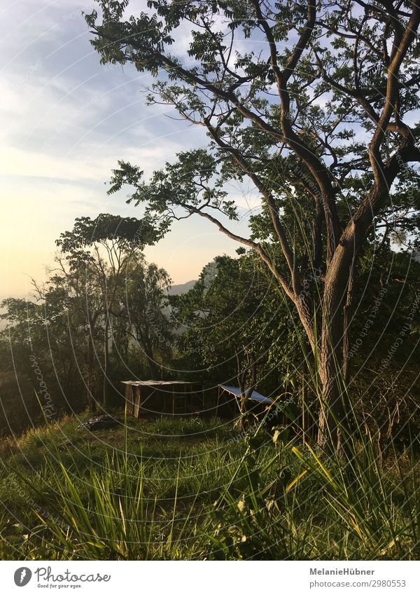 Hütte unter Baum in den Bergen Kolumbiens Natur Landschaft Erholung gehen Sonnenuntergang Ferien & Urlaub & Reisen Berge u. Gebirge Farbfoto mehrfarbig Abend