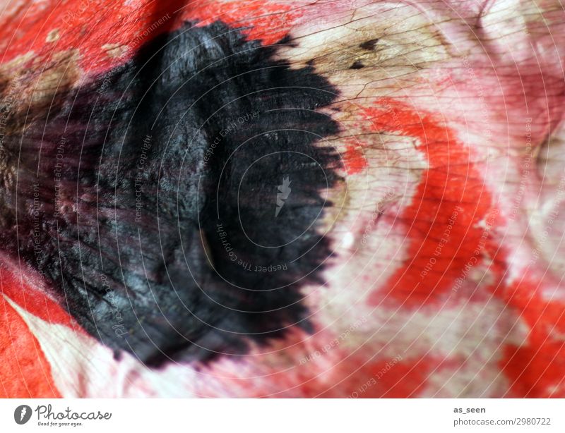 Blütenmuster Kunst Gemälde Natur Blatt Mohn Mohnblüte Blütenblatt Stoff Blühend leuchten verblüht ästhetisch authentisch natürlich rosa rot schwarz weiß Gefühle