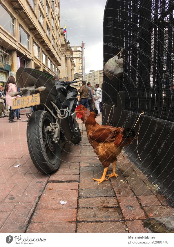 Chicken Street Scene in Bogota Columbia Tier Nutztier 1 authentisch Haushuhn Straße Kolumbien Reisefotografie Ferien & Urlaub & Reisen Motorrad Farbfoto