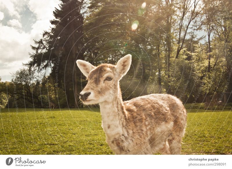 Reh'genlicht Frühling Park Wiese Wald Tier Haustier Wildtier Tiergesicht Fell Zoo Streichelzoo Ricke 1 beobachten Fressen warten natürlich niedlich wild Natur