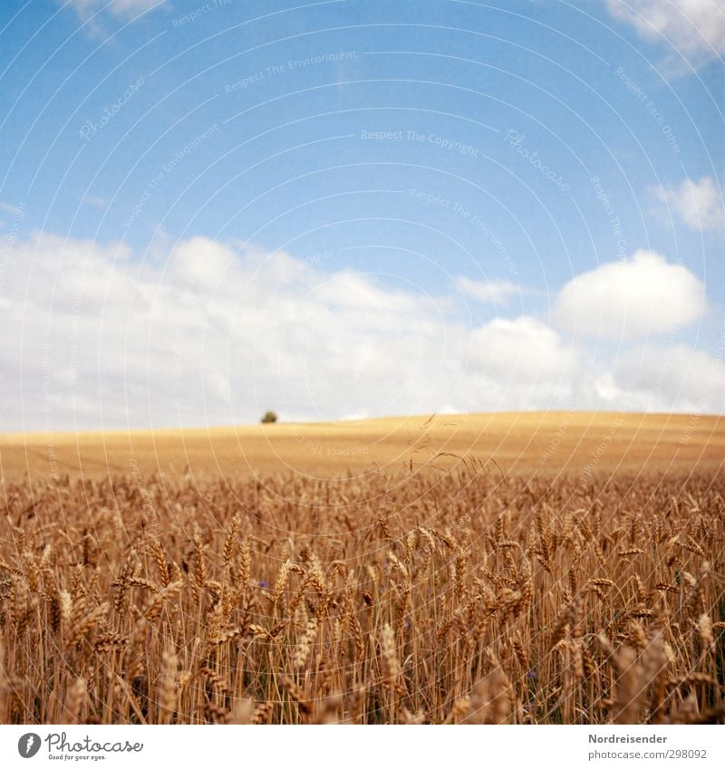 Sommerwärme Ernährung Bioprodukte Vegetarische Ernährung Arbeit & Erwerbstätigkeit Beruf Landwirtschaft Forstwirtschaft Himmel Wolken Sonne Klima Schönes Wetter