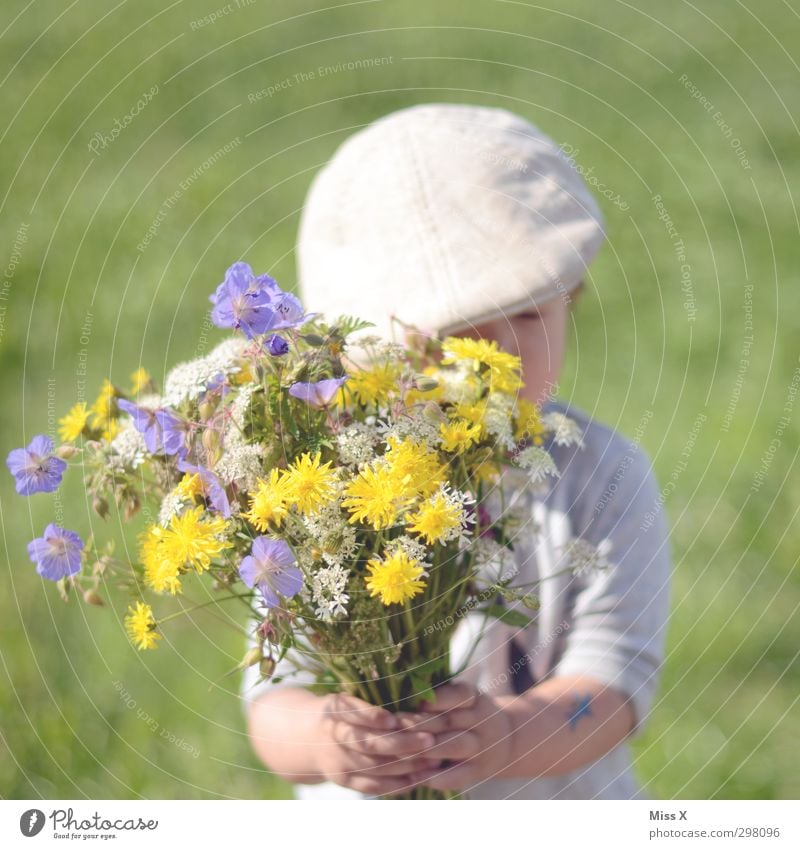 Schüchtern Valentinstag Muttertag Geburtstag Mensch Kind Kleinkind 1 1-3 Jahre 3-8 Jahre Kindheit Frühling Sommer Blume Blüte Garten Wiese Blühend Duft niedlich