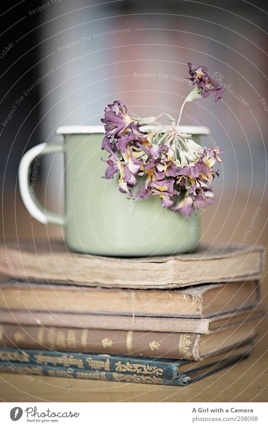 time Tasse Becher Blume alt Buch Trockenblume Stapel Antiquität Antiquariat bleich dünn Gedeckte Farben Innenaufnahme Hintergrund neutral Schwache Tiefenschärfe