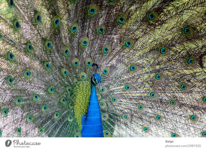 Erstaunlicher Pfau während seiner Ausstellung elegant schön Mann Erwachsene Zoo Natur Tier Park Vogel hell natürlich blau grün türkis Farbe farbenfroh Tierwelt