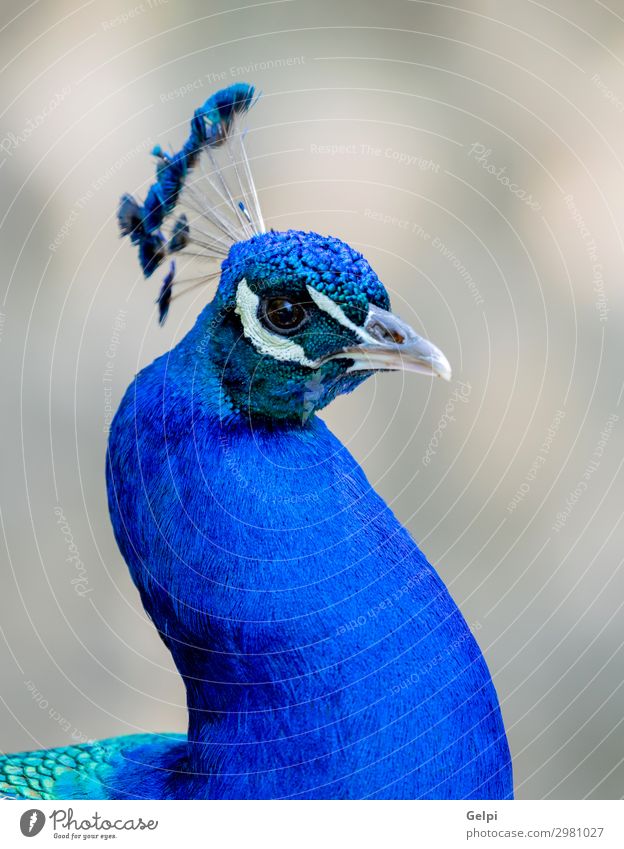 Erstaunliches Porträt eines Pfaus. elegant schön Mann Erwachsene Ausstellung Zoo Natur Tier Park Vogel hell natürlich blau grün türkis Farbe farbenfroh Tierwelt