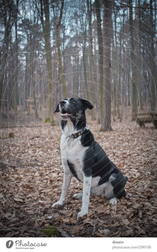 Emmel Umwelt Natur Baum Blatt Wald Tier Haustier Hund 1 sitzen natürlich Freundschaft Treue Vertrauen Farbfoto Außenaufnahme Menschenleer Textfreiraum oben Tag