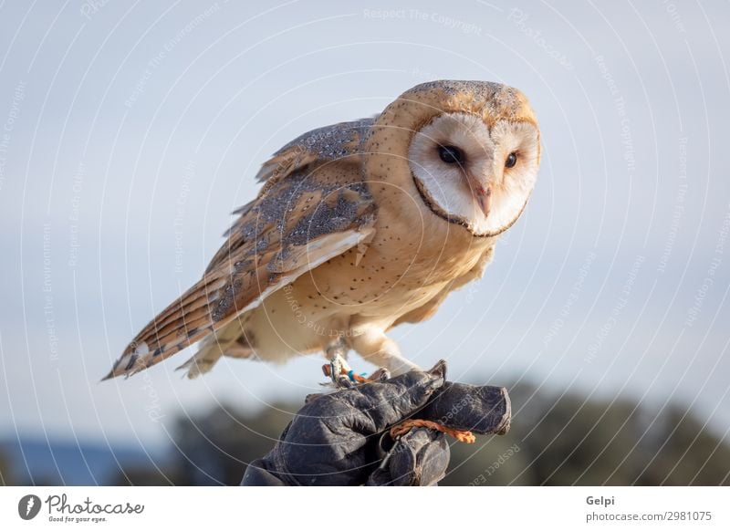 Porträt der weißen Eule schön Gesicht Natur Tier Wildtier Vogel Herz beobachten natürlich wild Waldohreule Tierwelt Raubtier Raptor alba Scheune gehockt Tyto