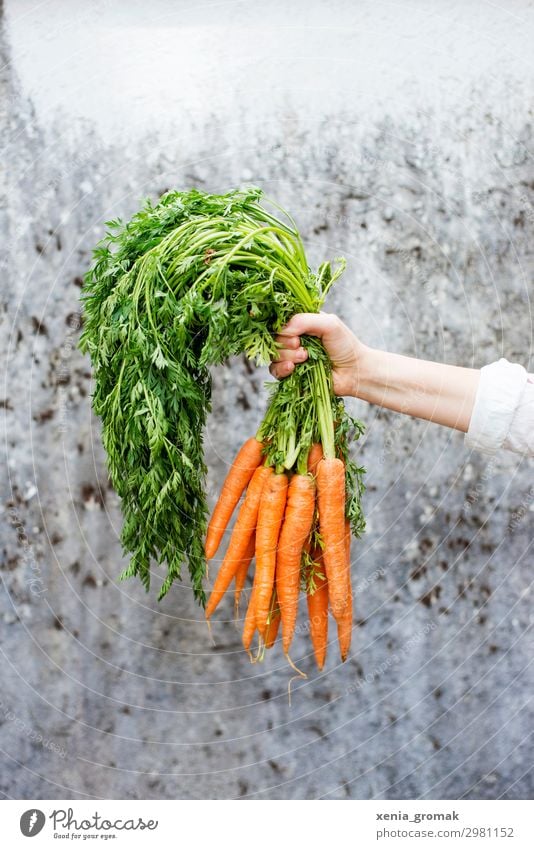 Möhren Lebensmittel Ernährung Picknick Bioprodukte Vegetarische Ernährung Diät Lifestyle kaufen Wellness harmonisch Wohlgefühl Zufriedenheit nachhaltig