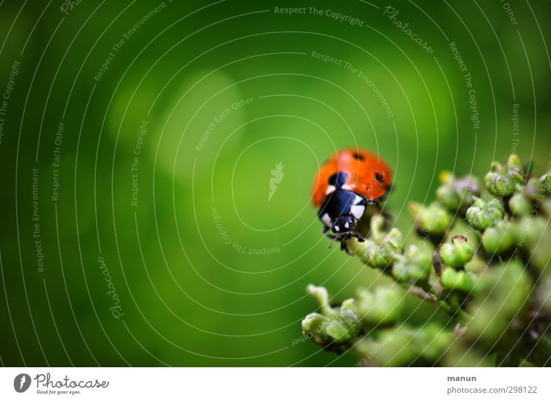 Farbklecks Natur Pflanze Tier Sträucher Wildpflanze Wildtier Käfer Marienkäfer Zeichen Glücksbringer natürlich grün Gefühle Frühlingsgefühle Optimismus Glaube