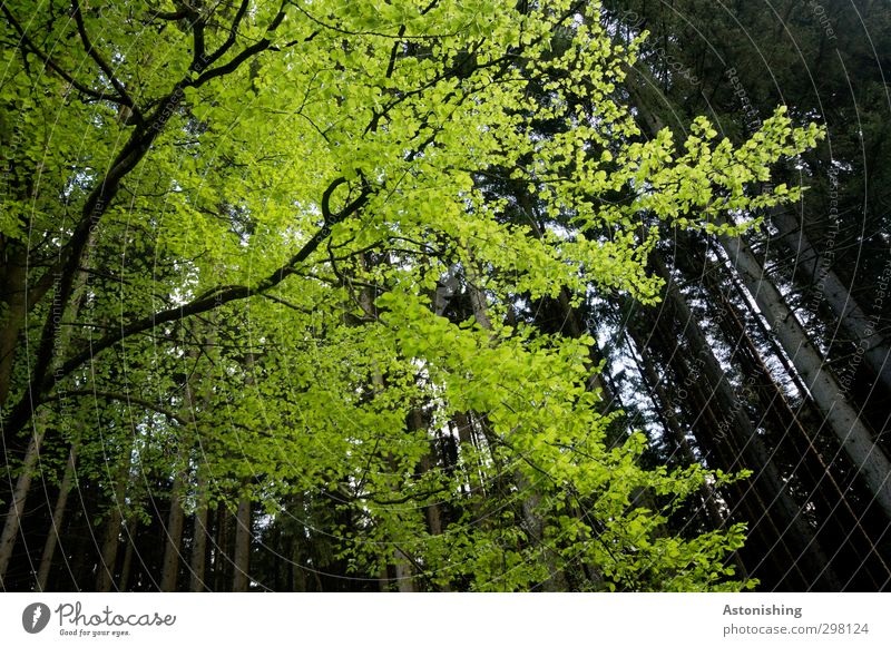 heller Baum - dunkler Wald Umwelt Natur Landschaft Pflanze Himmel Sommer Schönes Wetter Blatt Grünpflanze stehen dunkel dünn hoch Baumkrone Baumstamm Ast Geäst