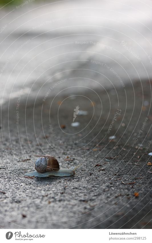 Green please! Blütenblatt Tannennadel Schnecke Weinbergschnecken 1 Tier Bewegung kalt klein nass natürlich schleimig grau Gefühle Stimmung Einsamkeit kriechen