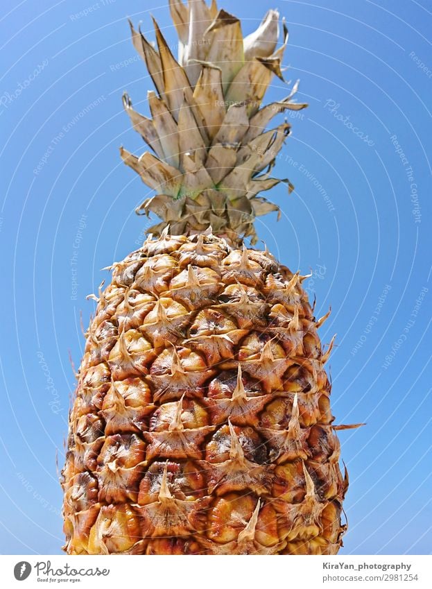 Tiefblick auf die reife Ananas auf pastellblauem Himmelshintergrund Süßwaren Picknick Bioprodukte exotisch Freude Fröhlichkeit Coolness Tatkraft Frucht