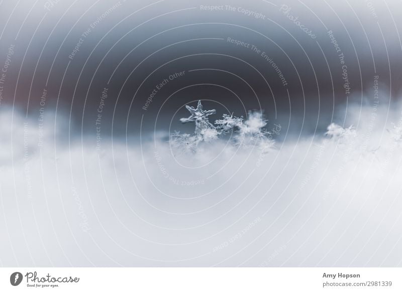 Verträumte Winter Schneeflocken Eiskristalle Natur Urelemente Wasser Wetter Frost einfach einzigartig kalt natürlich Originalität blau Stimmung träumen