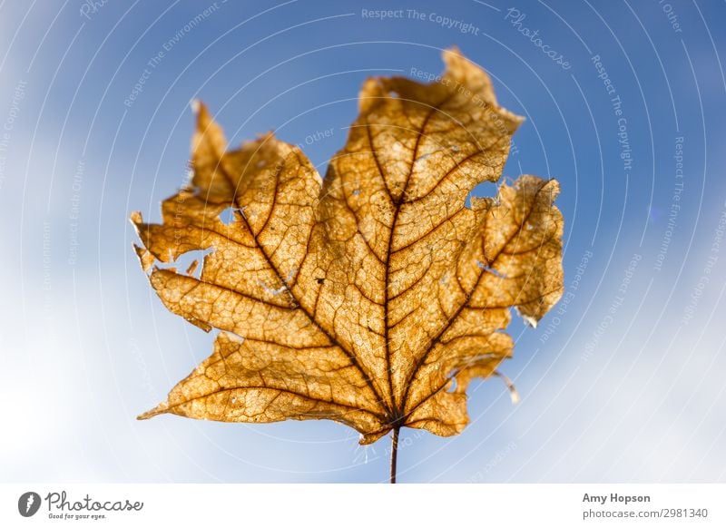 Getrocknetes Blatt vor blauem Himmelshintergrund Natur Pflanze Sonnenlicht Herbst Winter Schönes Wetter Baum beobachten entdecken Blick träumen frei einzigartig