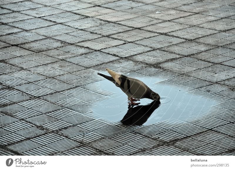 "Salud!" Wasser Schönes Wetter Park Tier Wildtier Vogel Taube Flügel 1 trinken Pfütze Pflastersteine Durstlöscher durstig Bodenbelag Farbfoto Gedeckte Farben