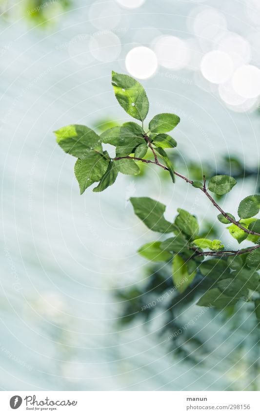 Zweig Natur Frühling Sommer Blatt Zweige u. Äste glänzend leuchten frisch hell natürlich positiv blau Frühlingsgefühle Leichtigkeit Optimismus Farbfoto