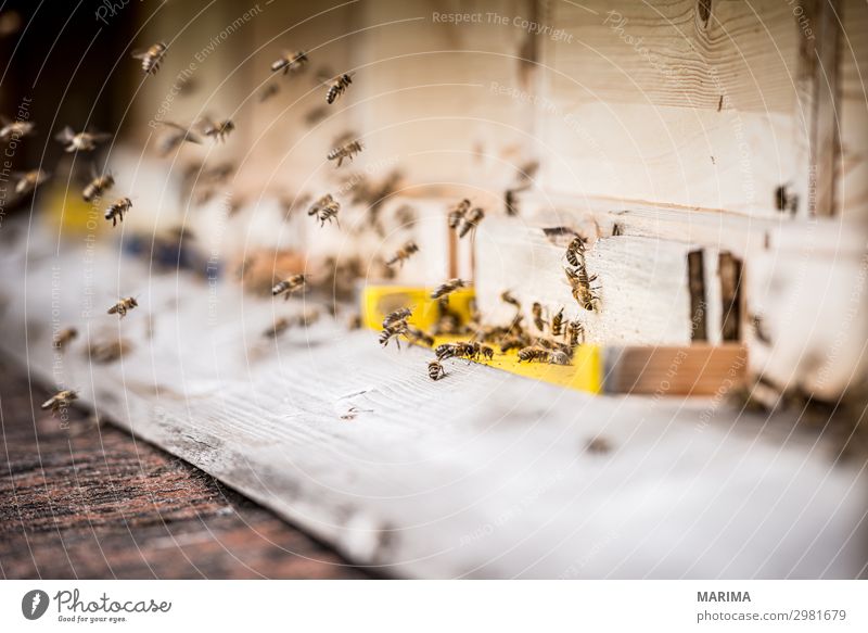 honeybee Natur Tier Nutztier Biene Schwarm fliegen Apis mellifera Apoidea Apiformes Apidae Bienenkorb Bienenstock Pollen Echte Bienen Honigbiene