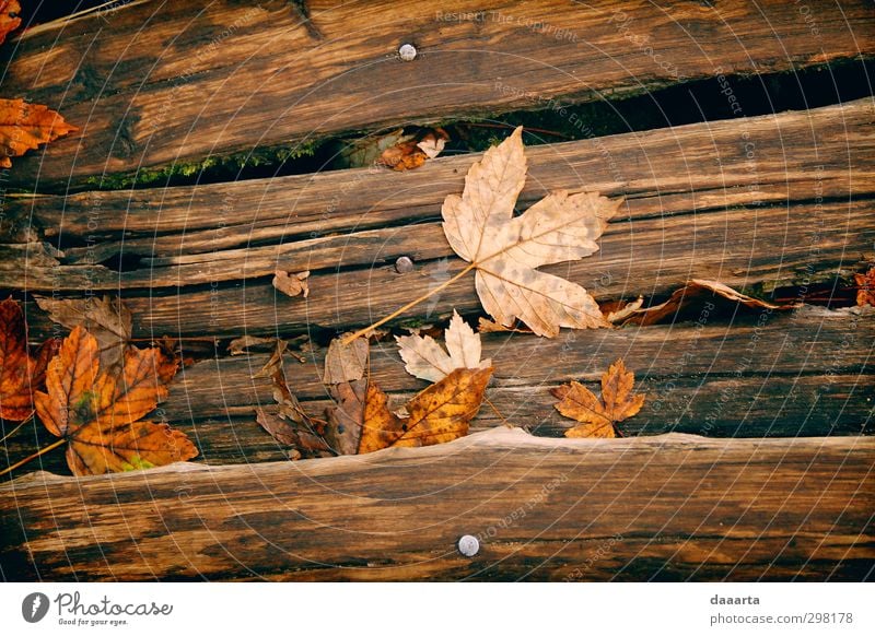 Freundliche Blätter Umwelt Natur Pflanze Herbst Blatt Ahornblatt Herbstlaub Garten Park Feld Wald Holzbrett genießen hängen Ferien & Urlaub & Reisen elegant