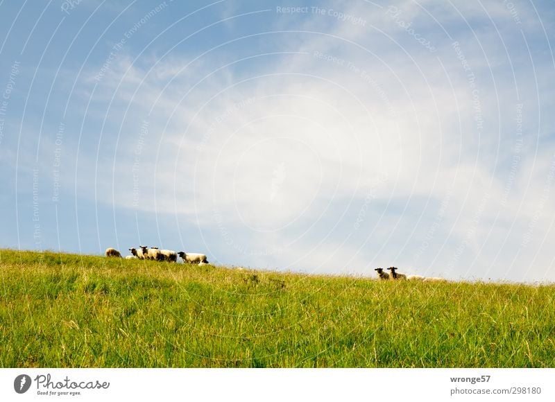 mäh mäh Landschaft Himmel Sommer Schönes Wetter Gras Wiese Hügel Insel Mönchgut Zickersche Berge Tier Haustier Nutztier Schafherde Tiergruppe Herde Neugier