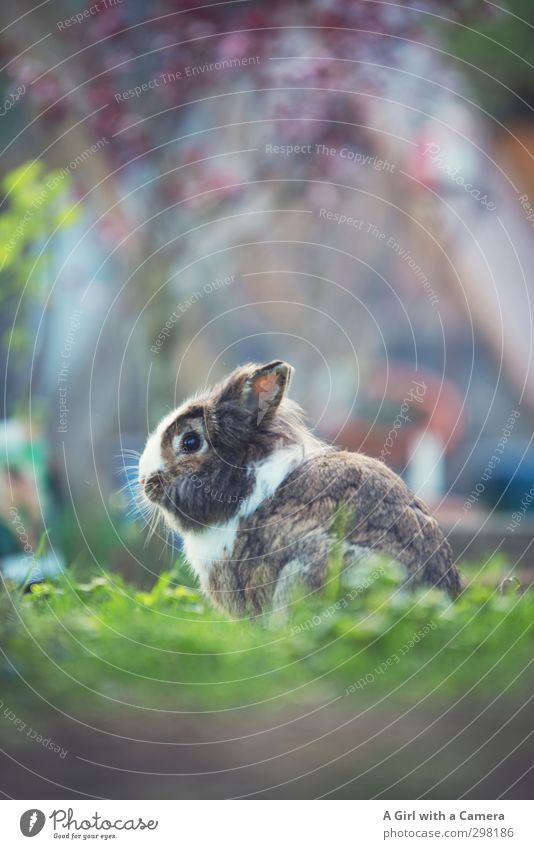 introducing Albert Tier Hase & Kaninchen 1 sitzen warten schön achtsam Haustier freilaufend Gedeckte Farben Außenaufnahme Menschenleer Textfreiraum oben