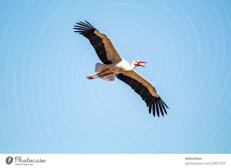 mahlzeit Natur Himmel Wildtier Vogel Tiergesicht Flügel Storch Feder Küken fliegen Fressen schön besonnen Ferne Luft gleiten Nahrungssuche hoch oben blau