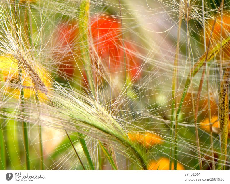 sommerlich... Pflanze Sommer Blume Gras Ähren Mohn Blühend natürlich mehrfarbig Natur wild durcheinander Farbfoto Außenaufnahme Menschenleer Tag Sonnenlicht