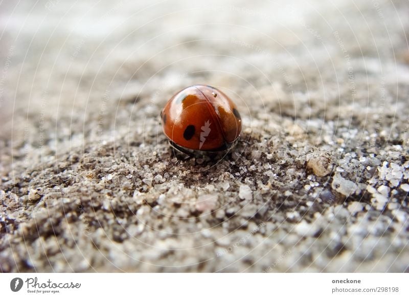 Lieber allein sein Tier Käfer Marienkäfer 1 Punkt krabbeln grau rot schwarz Enttäuschung Einsamkeit Farbfoto Makroaufnahme Tag Schwache Tiefenschärfe