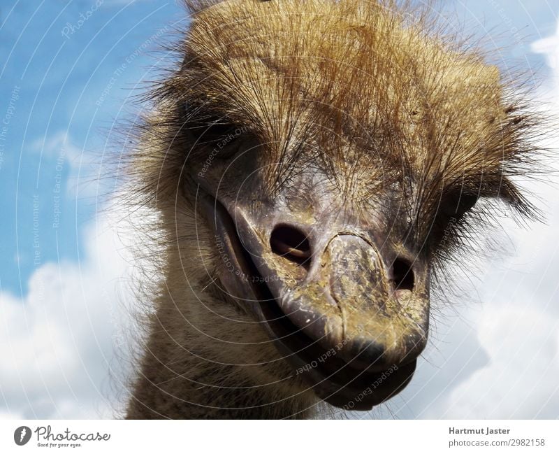 laughly Ostrich Natur Himmel Wolken Schönes Wetter Tier Nutztier Tiergesicht Zoo 1 lustig nah natürlich braun Farbfoto Außenaufnahme Nahaufnahme Menschenleer