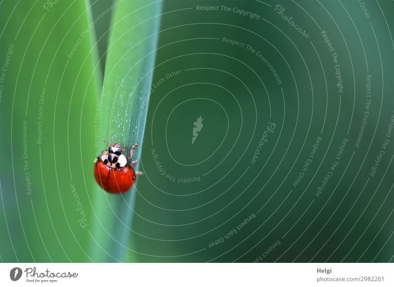 ein kleiner Marienkäfer krabbelt an einem grünen Halm in die Höhe Pflanze Blatt Park Tier Käfer 1 festhalten krabbeln Blick ästhetisch rot schwarz weiß