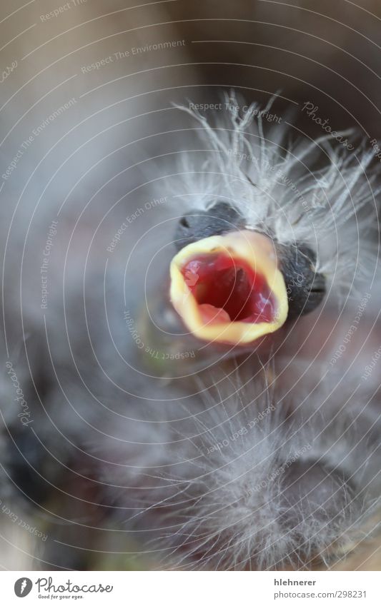 Baby Vogel Leben Natur Tier füttern schreien Telefongespräch klein niedlich wild gelb Appetit & Hunger Küken Schnabel brüten Nest Tierwelt schmiegend Pflege