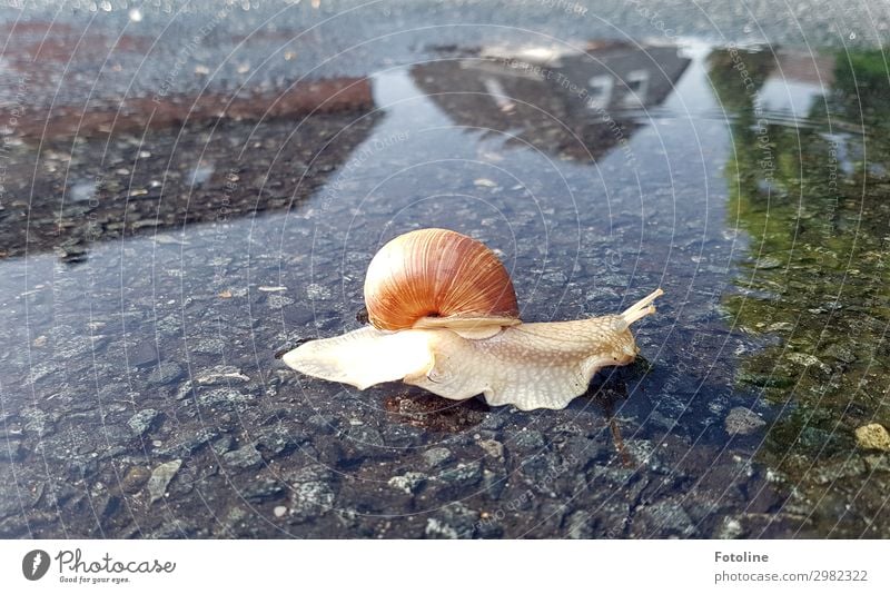 Campingurlaub Umwelt Natur Tier Urelemente Erde Wasser Sommer Wildtier Schnecke 1 frei klein nah nass natürlich braun krabbeln Schneckenhaus Weinbergschnecken