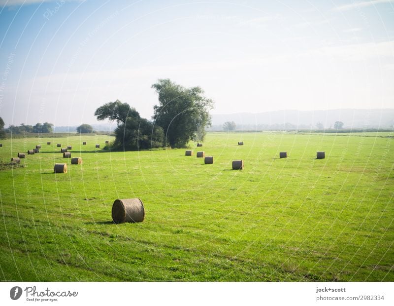 grüne Weite Sommer Landschaft Wolkenloser Himmel Schönes Wetter Baum Wiese Oder Strohballen authentisch frei natürlich Wärme Stimmung friedlich Freiheit Idylle