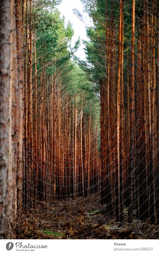 Schneise Umwelt Natur Landschaft Pflanze Baum Nadelbaum Wald Zerstörung Forstwirtschaft Kahlschlag Holz Holzwirtschaft grün Baumkrone Farbfoto Außenaufnahme