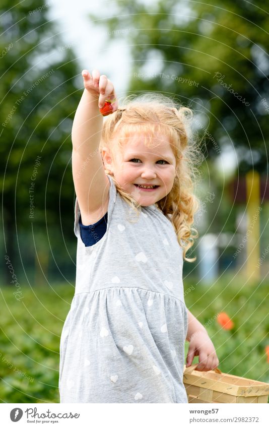 Powerfrüchtchen Lebensmittel Frucht Erdbeeren Freude Mensch feminin Kind Mädchen 1 3-8 Jahre Kindheit Lächeln stehen Gesundheit natürlich saftig mehrfarbig