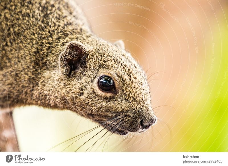 hörnchen Ferien & Urlaub & Reisen Tourismus Ausflug Abenteuer Ferne Freiheit Wildtier Tiergesicht Fell Eichhörnchen Auge Nase außergewöhnlich exotisch