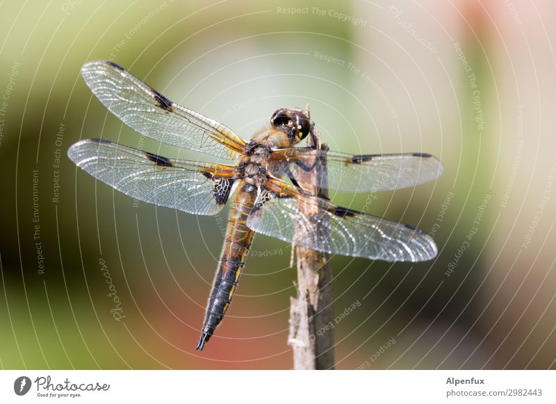 Hohlkopf Tier Wildtier Flügel Libelle Libellenflügel beobachten fliegen Fressen warten Tierliebe Beginn Freiheit träumen Teich Farbfoto Außenaufnahme Tag