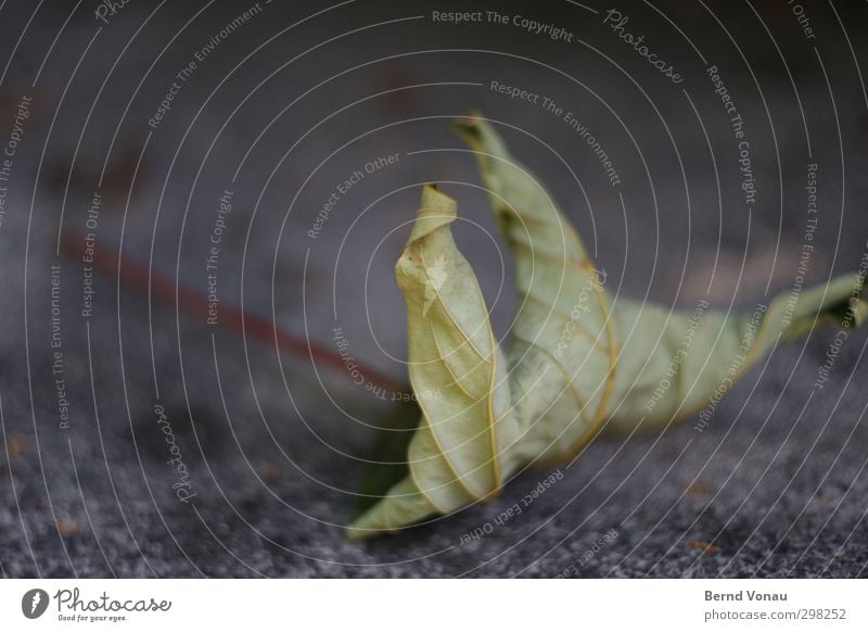 Herbst Origami Natur Pflanze Blatt fallen liegen dehydrieren alt trocken braun grau Stimmung Vergänglichkeit Vergangenheit sterben veloren herbstlich