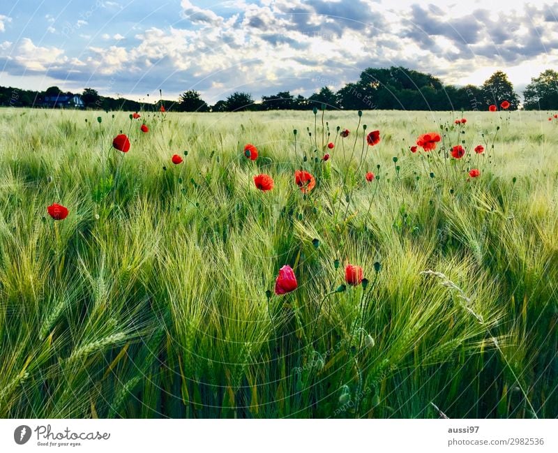 Fields of joy Mohn Getreide Sommer frisch Spaziergang harmonisch Ferien & Urlaub & Reisen Feld reif Ernte Lichteinfall Gras Landwirtschaft Mähdrescher