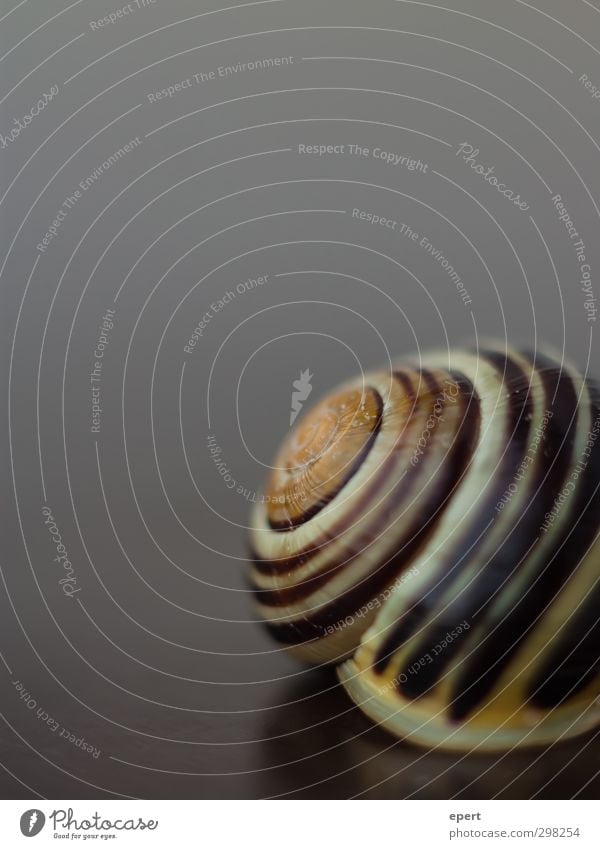 Zu Hause Tier Schnecke 1 warten Häusliches Leben ästhetisch rund Schutz geduldig ruhig verstecken Farbfoto Nahaufnahme Menschenleer Textfreiraum oben