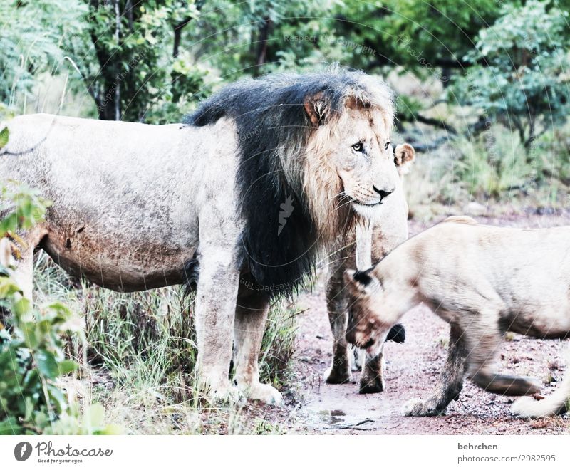 aufmerksam Ferien & Urlaub & Reisen Tourismus Ausflug Abenteuer Ferne Freiheit Safari Wildtier Tiergesicht Fell Pfote Löwe Löwenmähne Tierfamilie beobachten