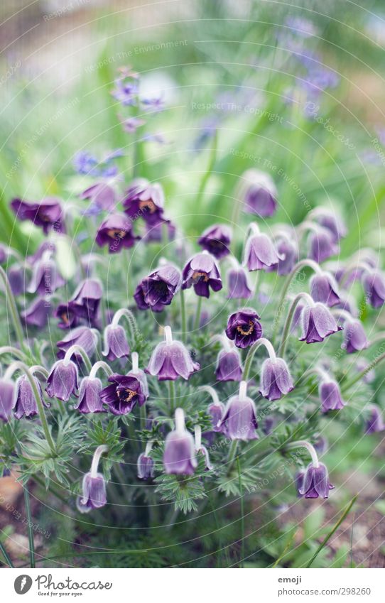 den Kopf hängen lassen Umwelt Natur Landschaft Pflanze Blume Grünpflanze natürlich grün violett Blütenknospen Farbfoto Außenaufnahme Menschenleer Tag