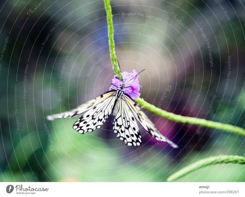 (to) flatter Umwelt Natur Pflanze Tier Frühling Blume Wildtier Schmetterling 1 exotisch natürlich schön grün mehrfarbig Farbfoto Außenaufnahme Makroaufnahme