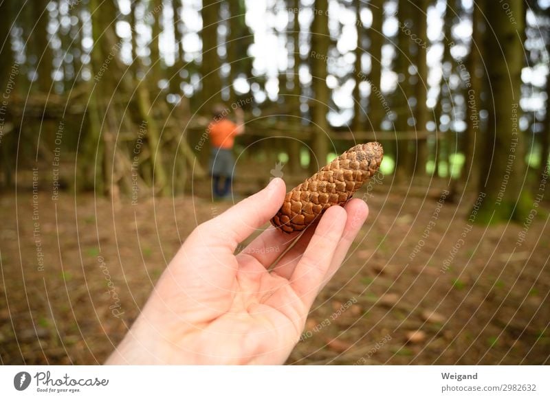 Zapfen Kindererziehung Kindergarten Pflanze Idylle Zeltlager Tannenzapfen Wald Farbfoto Textfreiraum links Textfreiraum rechts