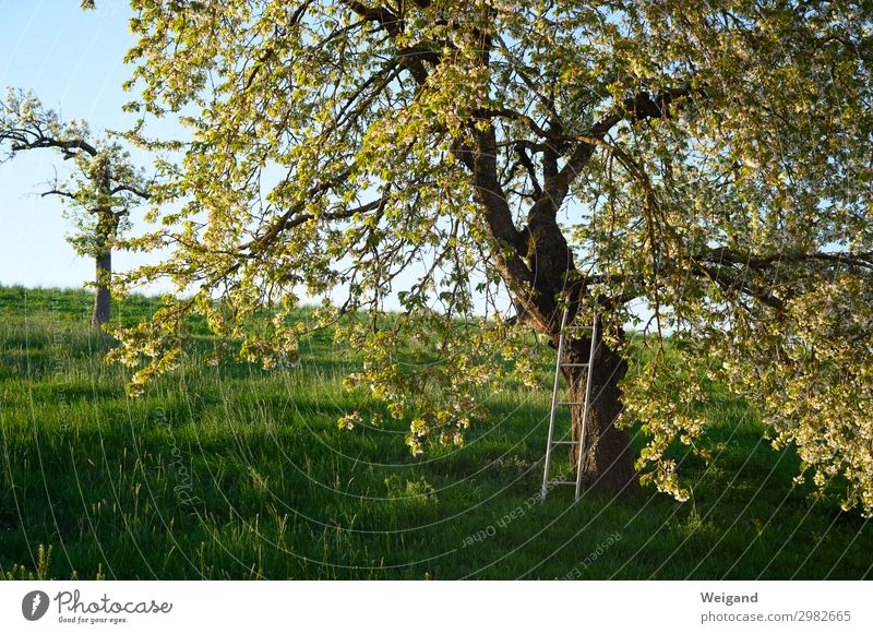 Kindheitstraum Pflanze Baum atmen Mut Tatkraft Leidenschaft Akzeptanz Vertrauen Sicherheit schön träumen Leiter Idylle Garten Kirsche Farbfoto Außenaufnahme