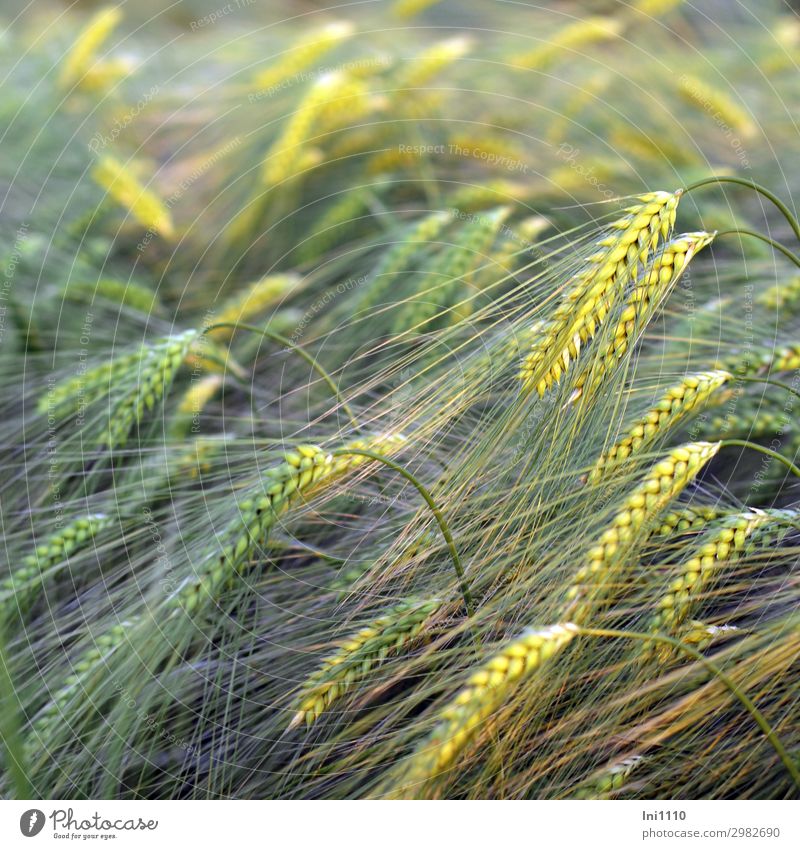 Kornfeld, unreif Pflanze Gerste Feld gelb grau grün Reifezeit Ernte Frühling Granne Ähren Wachstum Ackerbau Widerhaken gekrümmt Farbfoto mehrfarbig