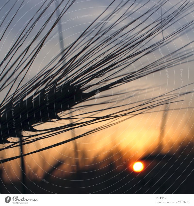 Sommerabend Natur Landschaft Pflanze Sonnenaufgang Sonnenuntergang Schönes Wetter Gerstenähre Feld blau braun gelb grau rot schwarz Abenddämmerung Stimmungsbild